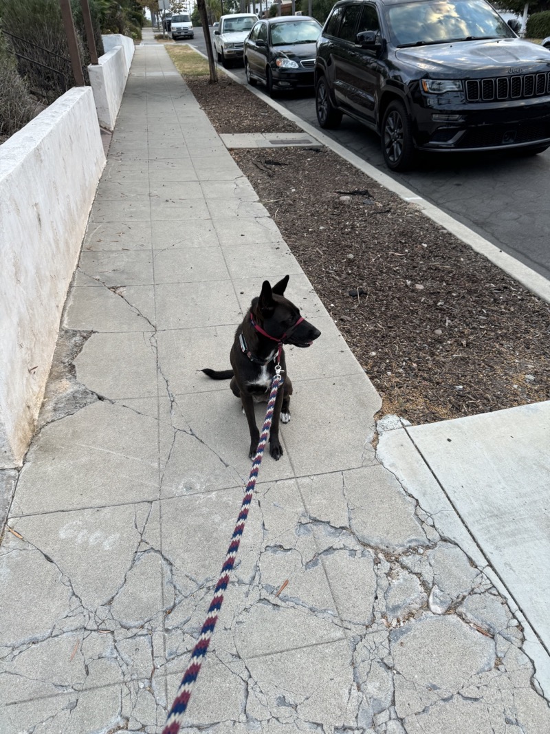 A picture of a black dog named Bowie sitting, taken on September 7 2024 at 6:39 am